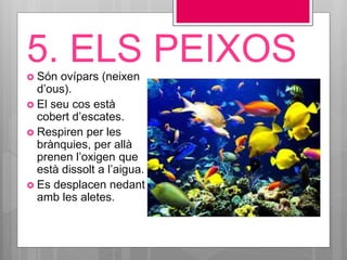 5. ELS PEIXOS Són ovípars (neixen
d’ous).
 El seu cos està
cobert d’escates.
 Respiren per les
brànquies, per allà
prenen l’oxigen que
està dissolt a l’aigua.
 Es desplacen nedant
amb les aletes.
 