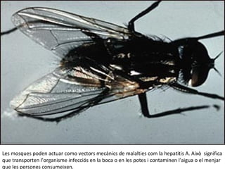 Les mosques poden actuar como vectors mecànics de malalties com la hepatitis A. Això significa
que transporten l’organisme infecciós en la boca o en les potes i contaminen l’aigua o el menjar
que les persones consumeixen.
 