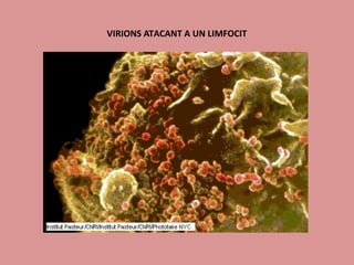 VIRIONS ATACANT A UN LIMFOCIT
 