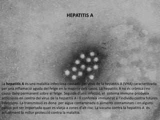 HEPATITIS A
La hepatitis A és una malaltia infecciosa causada pel virus de la hepatitis A (VHA) caracteritzada
per una inflamació aguda del fetge en la majoria dels casos. La hepatitis A no és crònica i no
causa dany permanent sobre el fetge. Seguida d’una infecció, el sistema immune produeix
anticossos en contra del virus de la hepatitis A i li confereix immunitat a l’individu contra futures
infeccions. La transmissió es dona per aigua contaminada o aliments contaminats i en alguns
països pot ser importada quan es viatja a zones d’alt risc. La vacuna contra la hepatitis A és
actualment la millor protecció contra la malaltia.
 