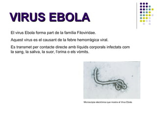 VIRUS EBOLA El virus Ebola forma part de la família Filoviridae. Aquest virus es el causant de la febre hemorràgica viral.  Es transmet per contacte directe amb líquids corporals infectats com la sang, la saliva, la suor, l’orina o els vòmits.  Microscòpia electrònica que mostra el Virus Ebola.  