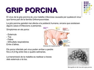 GRIP PORCINA El virus de la grip porcina és una malaltia infecciosa causada per qualsevol virus que forma part de la família Orthomyxoviridae.  La grip porcina gairebé mai afecta a la població humana, encara que existeixen alguns casos d’infeccions a persones. Símptomes en els porcs: - Esternuts - Tos - Febre - Dificultats respiratòries Entre d’altres.  Els porcs infectats pel virus poden arribar a perdre fins a 5,5 Kg entre tres o quatre setmanes.  La transmissió de la malaltia es realitzar a traves dels esternuts o la tos. Micrografia en del virus de la grip porcina. 