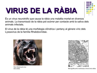 VIRUS DE LA RÀBIA És un virus neurotròfic que causa la ràbia una malaltia mortal en diversos animals. La transmissió de la ràbia pot ocórrer per contacte amb la saliva dels animals infectats.  El virus de la ràbia té una morfologia cilíndrica i pertany al gènere víric dels Lyssavirus de la família Rhabdoviridae. Micrografia amb nombrosos virions de la ràbia. Gos infectat pel virus de la ràbia. 