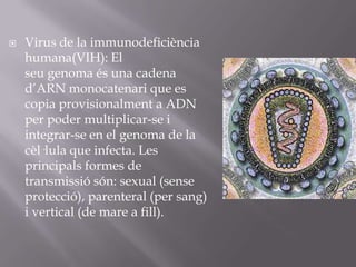    Virus de la immunodeficiència
    humana(VIH): El
    seu genoma és una cadena
    d’ARN monocatenari que es
    copia provisionalment a ADN
    per poder multiplicar-se i
    integrar-se en el genoma de la
    cèl·lula que infecta. Les
    principals formes de
    transmissió són: sexual (sense
    protecció), parenteral (per sang)
    i vertical (de mare a fill).
 