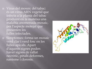    Virus del mosaic del tabac:
    és un virus ARN vegetal que
    infecta a la planta del tabac
    produint en la mateixa una
    malaltia anomenada mosaic,
    per l'aspecte motejat que
    presenten les
    fulles infectades.
   Simptomes: forma un mosaic
    verd clar i verd fosc en les
    fulles apicals. Apart
    d'aquests signes poden
    haver signes de rallat
    necròtic, pètals deformes,
    nanisme i clorosis.
 