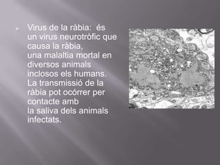    Virus de la ràbia: és
    un virus neurotròfic que
    causa la ràbia,
    una malaltia mortal en
    diversos animals
    inclosos els humans.
    La transmissió de la
    ràbia pot ocórrer per
    contacte amb
    la saliva dels animals
    infectats.
 