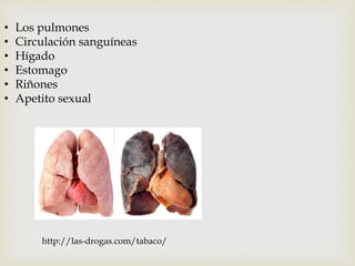 • Los pulmones 
• Circulación sanguíneas 
• Hígado 
• Estomago 
• Riñones 
• Apetito sexual 
http://las-drogas.com/tabaco/ 
 