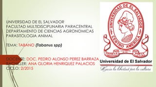 UNIVERSIDAD DE EL SALVADOR
FACULTAD MULTIDISCIPLINARIA PARACENTRAL
DEPARTAMENTO DE CIENCIAS AGRONOMICAS
PARASITOLOGIA ANIMAL
TEMA: TABANO (Tabanus spp)
DOCENTE: DOC. PEDRO ALONSO PEREZ BARRAZA
BACHILLER: ANA GLORIA HENRIQUEZ PALACIOS
CICLO: 2/2015
 