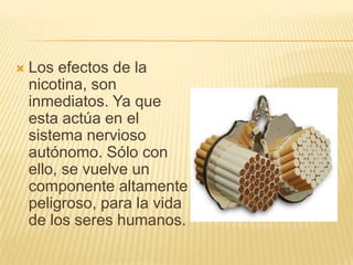    Los efectos de la
    nicotina, son
    inmediatos. Ya que
    esta actúa en el
    sistema nervioso
    autónomo. Sólo con
    ello, se vuelve un
    componente altamente
    peligroso, para la vida
    de los seres humanos.
 