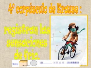 4º corpúsculo de Krause : registran las  sensaciones  de frío. 