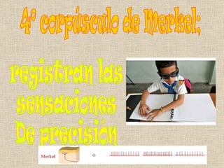 4º corpúsculo de Merkel; registran las  sensaciones  De precisión 