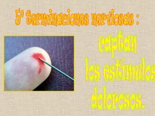 captan los estímulos  dolorosos. 5º terminaciones nerviosas : 