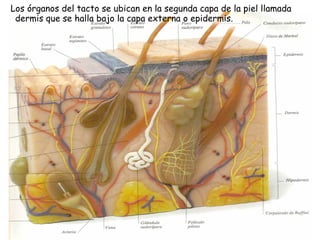 Los órganos del tacto se ubican en la segunda capa de la piel llamada dermis que se halla bajo la capa externa o epidermis. 
