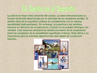 EL Tacto en el Deporte La piel es la mayor área sensorial del cuerpo. La base estructural para su función táctil está determinada por la actividad de los receptores táctiles. El sentido táctil de la superficie cutánea se complementa con su intensa sensibilidad (bathyesthesia). Sin embargo, la superficie y los sentidos intensos en términos de su estructura y función no se pueden distinguir con claridad. Casi todas las sensaciones táctiles provienen de la cooperación entre los receptores de la sensibilidad superficial e intensa. Esta última y su importancia para la actividad deportiva han sido objeto de numerosos estudios   