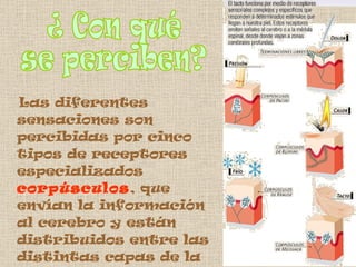 Las diferentes sensaciones son percibidas por cinco tipos de receptores especializados  corpúsculos , que envían la información al cerebro y están distribuidos entre las distintas capas de la piel . ¿ Con qué  se perciben? 