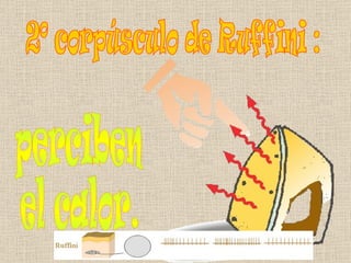 2º corpúsculo de Ruffini : perciben  el calor. 