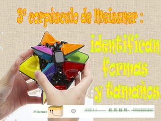 3º corpúsculo de Meissner : identifican  formas y tamaños. 