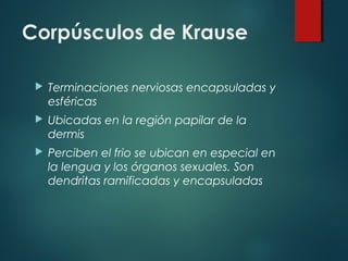 Corpúsculos de Krause
 Terminaciones nerviosas encapsuladas y
esféricas
 Ubicadas en la región papilar de la
dermis
 Perciben el frio se ubican en especial en
la lengua y los órganos sexuales. Son
dendritas ramificadas y encapsuladas
 