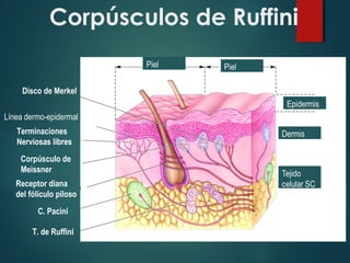 Corpúsculos de Ruffini
Disco de Merkel
Línea dermo-epidermal
Terminaciones
Nerviosas libres
Corpúsculo de
Meissner
Receptor diana
del fólículo piloso
C. Pacini
T. de Ruffini
 