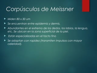 Corpúsculos de Meissner
 Miden 80 x 30 um
 Se encuentran entre epidermis y dermis.
 Abundantes en el extremo de los dedos, los labios, la lengua,
etc. Se ubican en la zona superficial de la piel.
 Están especializadas en el tacto fino
 Se adaptan con rapidez (transmiten impulsos con mayor
celeridad).
 