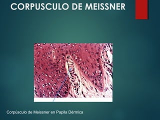 CORPUSCULO DE MEISSNER
Corpúsculo de Meissner en Papila Dérmica
 