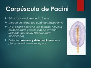 Corpúsculo de Pacini
 Estructuras ovalares de 1 a 2 mm.
 Situado en tejidos sub cutáneos (hipodermis).
 En el centro contiene una terminal nerviosa
no mielinizada y sus células de Shwann
rodeadas por aprox 60 fibroblastos
modificados.
 Detecta presiones y deformaciones de la
piel, y sus estímulos duran poco
 