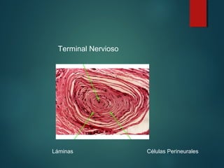 Terminal Nervioso
Células PerineuralesLáminas
 