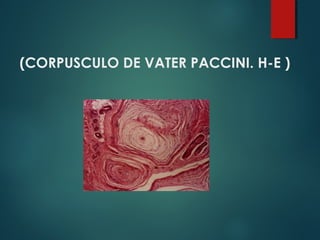 (CORPUSCULO DE VATER PACCINI. H-E )
 