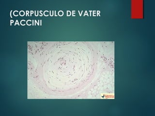 (CORPUSCULO DE VATER
PACCINI
 