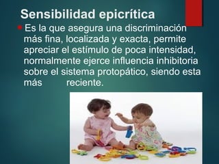 Sensibilidad epicrítica
Es la que asegura una discriminación
más fina, localizada y exacta, permite
apreciar el estímulo de poca intensidad,
normalmente ejerce influencia inhibitoria
sobre el sistema protopático, siendo esta
más reciente.
 