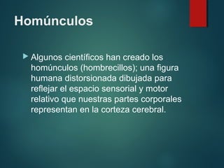 Homúnculos
 Algunos científicos han creado los
homúnculos (hombrecillos); una figura
humana distorsionada dibujada para
reflejar el espacio sensorial y motor
relativo que nuestras partes corporales
representan en la corteza cerebral.
 