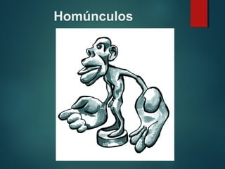 Homúnculos
 
