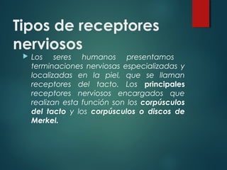 Tipos de receptores
nerviosos
 Los seres humanos presentamos
terminaciones nerviosas especializadas y
localizadas en la piel, que se llaman
receptores del tacto. Los principales
receptores nerviosos encargados que
realizan esta función son los corpúsculos
del tacto y los corpúsculos o discos de
Merkel.
 
