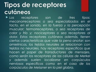 Tipos de receptores
cutáneos
 Los receptores son de tres tipos:
mecanorreceptores o sea especializados en el
tacto, en el sonido, en la fuerza y la percepción
muscular; termorreceptores, o sea receptores de
calor y frío y; nociceptores o sea receptores al
dolor. Estos receptores cutáneos además, tienen
ciertas características que vale la pena anotar: son
amielinicos, los tejidos neurales se relacionan con
tejidos no neurales, hay receptores específicos que
hacen el papel de transductores de mensajes,
como serán los receptores de las células de Merkel
y además suelen localizarse en corpúsculos
nerviosos específicos como en el caso de los
corpúsculos de Meissner en la piel glabra.
 