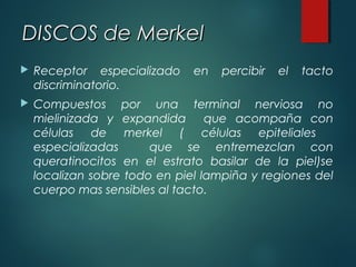 DISCOS de MerkelDISCOS de Merkel
 Receptor especializado en percibir el tacto
discriminatorio.
 Compuestos por una terminal nerviosa no
mielinizada y expandida que acompaña con
células de merkel ( células epiteliales
especializadas que se entremezclan con
queratinocitos en el estrato basilar de la piel)se
localizan sobre todo en piel lampiña y regiones del
cuerpo mas sensibles al tacto.
 
