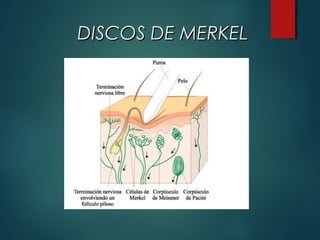 DISCOS DE MERKELDISCOS DE MERKEL
 