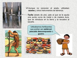 Utilizábamos fertilizantes
que podían ser estiércol,
pescado descompuesto o
guano.
 Aunque no conocían el arado, utilizaban
azadas y otros instrumentos de labranza.
TacllaTaclla (arado de pie), palo al que se le ajusta
una punta curva de metal o de madera dura,
que se introduce en la tierra y la revuelve al
sacarla.
 
