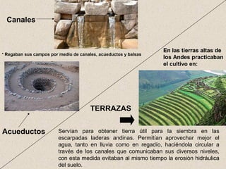 Canales
Acueductos
En las tierras altas de
los Andes practicaban
el cultivo en:
TERRAZAS
Servían para obtener tierra útil para la siembra en las
escarpadas laderas andinas. Permitían aprovechar mejor el
agua, tanto en lluvia como en regadío, haciéndola circular a
través de los canales que comunicaban sus diversos niveles,
con esta medida evitaban al mismo tiempo la erosión hidráulica
del suelo.
• Regaban sus campos por medio de canales, acueductos y balsas
 