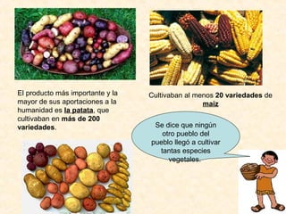 El producto más importante y la
mayor de sus aportaciones a la
humanidad es la patata, que
cultivaban en más de 200
variedades.
Cultivaban al menos 20 variedades de
maíz
Se dice que ningún
otro pueblo del
pueblo llegó a cultivar
tantas especies
vegetales.
 