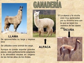 LLAMA
 La alpaca y la vicuña
eran muy apreciadas
por su finísima lana con
la que se tejían los
vestidos de las clases
altas.
Se aprovechaba su larga y espesa
lana
Se utilizaba como animal de carga.
Aunque no puede soportar grandes
pesos, esta perfectamente adaptada
a la atmosfera escasa en oxigeno
de las tierras altas de los Andes.
ALPACA
VICUÑA
 