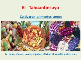 El Tahuantinsuyo
Cultivaron alimentos como:
La papa, el maíz, la oca, el pallar, el frijol, el zapallo y otros más.
 