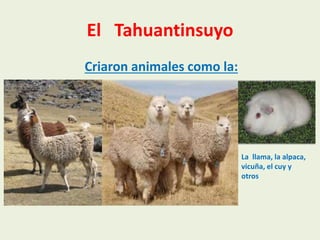 El Tahuantinsuyo
Criaron animales como la:
La llama, la alpaca,
vicuña, el cuy y
otros
 
