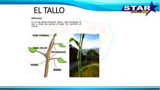EL TALLO
Definición
Es el eje generalmente aéreo, que prolonga la
raíz y tiene las yemas y hojas. Se ramifica en
ramas.
 