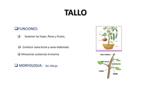 FUNCIONES:
 Sostener las hojas, flores y frutos,
 Conducir savia bruta y savia elaborada.
 Almacenar sustancias d reserva
 MORFOLOGIA: Ver dibujo
TALLO
 