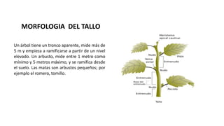MORFOLOGIA DEL TALLO
Un árbol tiene un tronco aparente, mide más de
5 m y empieza a ramificarse a partir de un nivel
elevado. Un arbusto, mide entre 1 metro como
mínimo y 5 metros máximo, y se ramifica desde
el suelo. Las matas son arbustos pequeños; por
ejemplo el romero, tomillo.
 