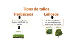 Es fino, blando y flexible,
Las hierbas presentan es tipo
de tallo
Es duro y poco flexible.
Los arbustos y los arboles
presentan ese tipo de tallo
 