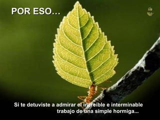 Si te detuviste a admirar el increíble e interminable  trabajo de una simple hormiga... POR ESO… 