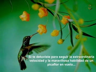 Si te detuviste para seguir la extraordinaria velocidad y la maravillosa habilidad de un picaflor en vuelo... 