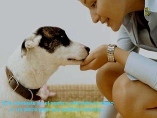 Si te sentaste en el suelo y ofreciste tu mano a  un perro para que pudiera lamerla... 