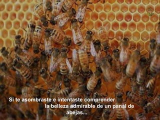 Si te asombraste e intentaste comprender  la belleza admirable de un panal de abejas... 